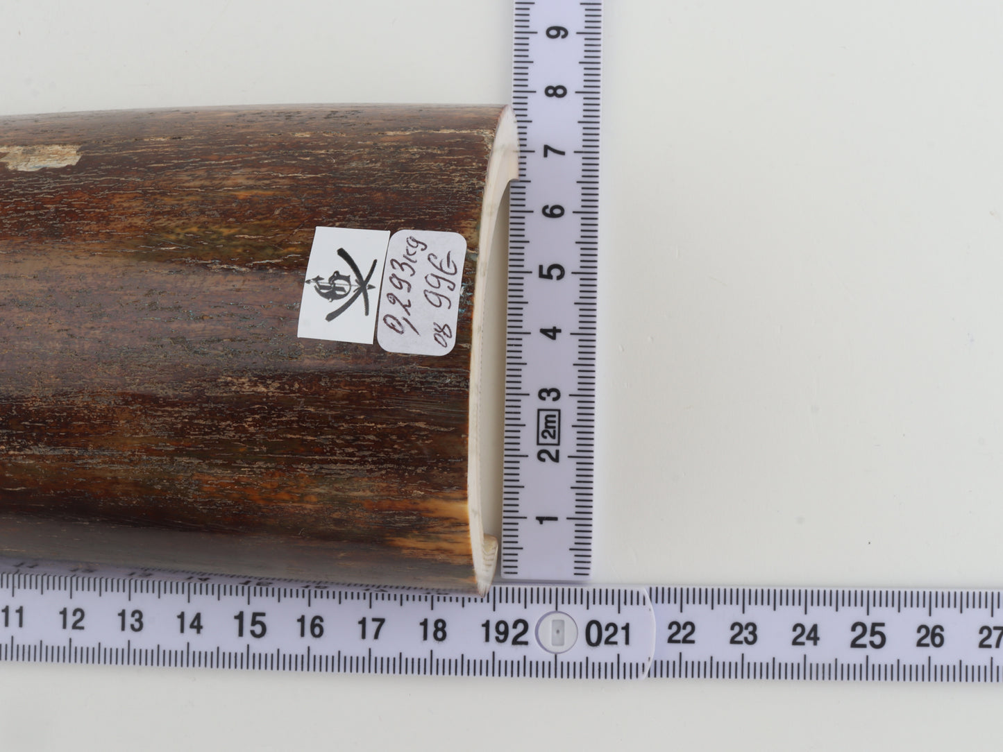 Brown mammoth bark
