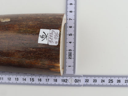 Brown mammoth bark