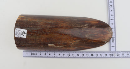 Brown mammoth bark