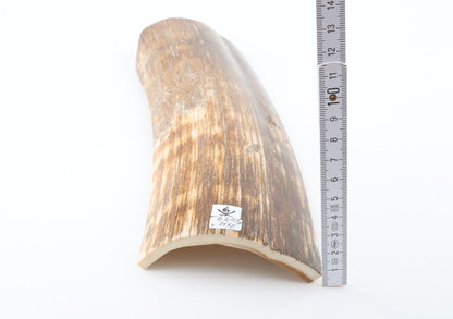 Brown-orange mammoth bark