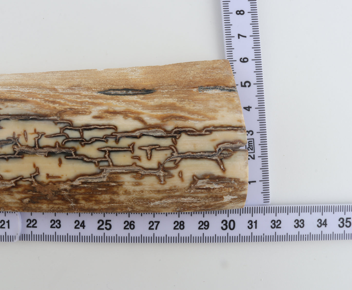 Brown-white mammoth bark