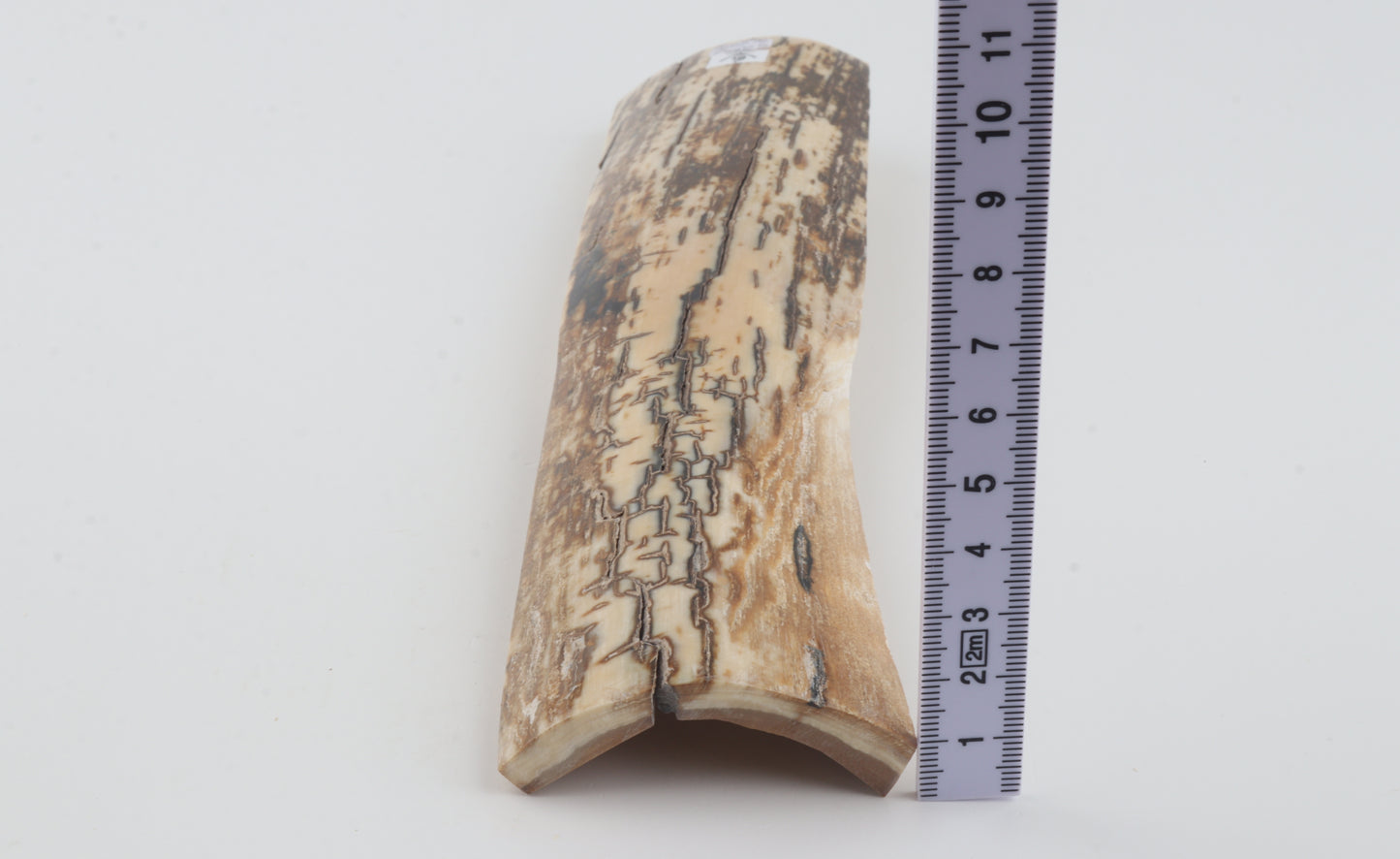 Brown-white mammoth bark