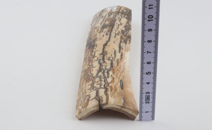 Brown-white mammoth bark