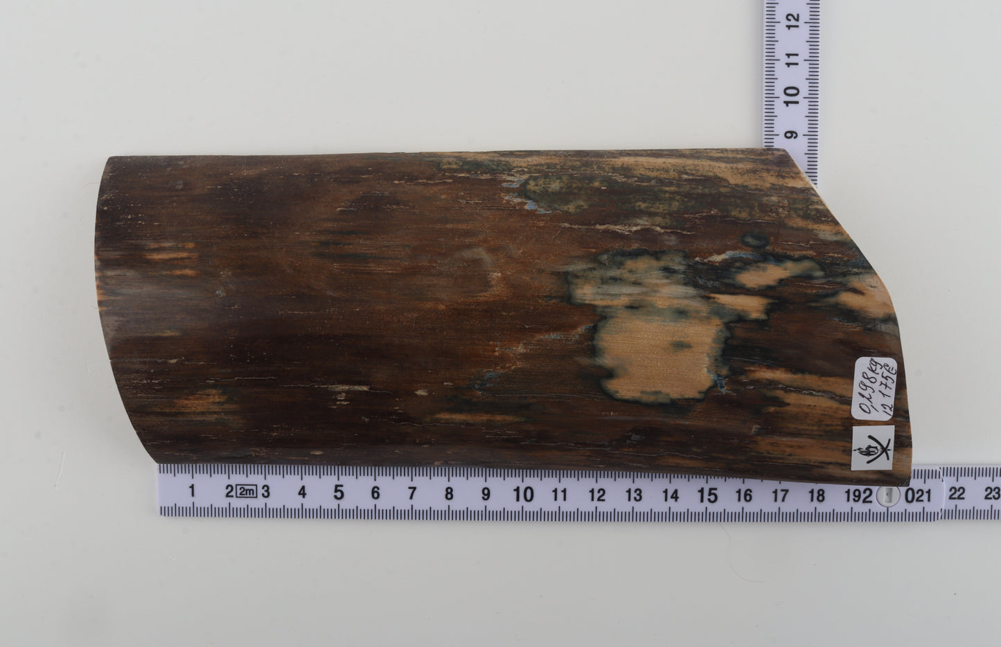 Brown-blue mammoth bark