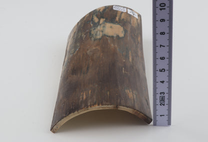 Brown-blue mammoth bark