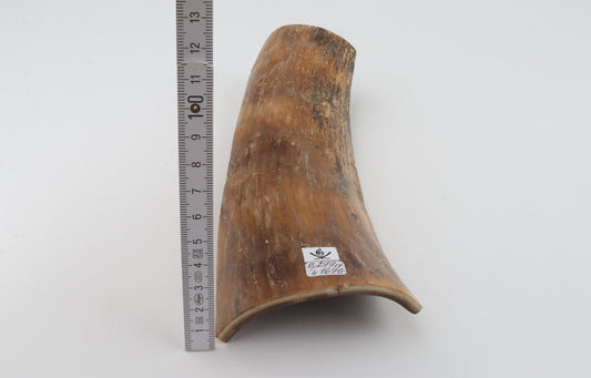 Beige-brown mammoth bark
