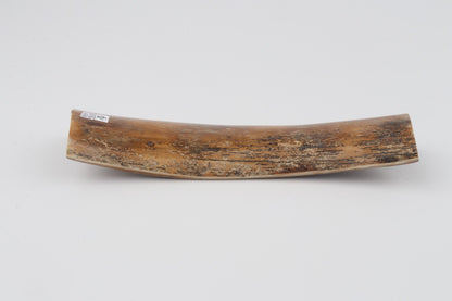 Beige-brown mammoth bark
