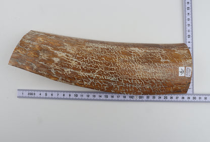 Beige-white mammoth bark