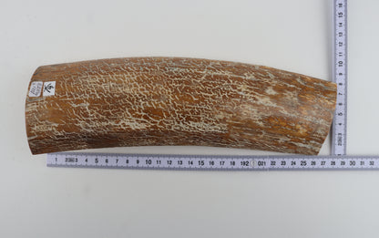 Beige-white mammoth bark