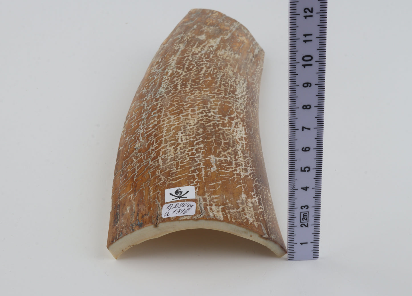 Beige-white mammoth bark