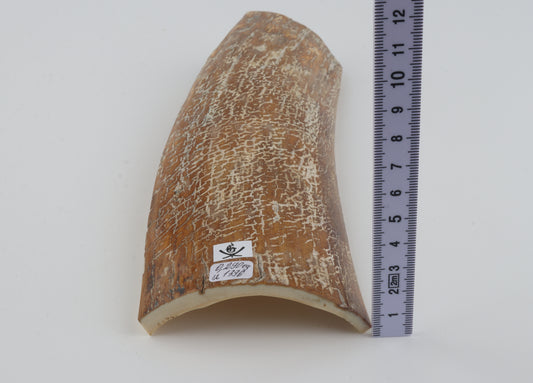Beige-white mammoth bark