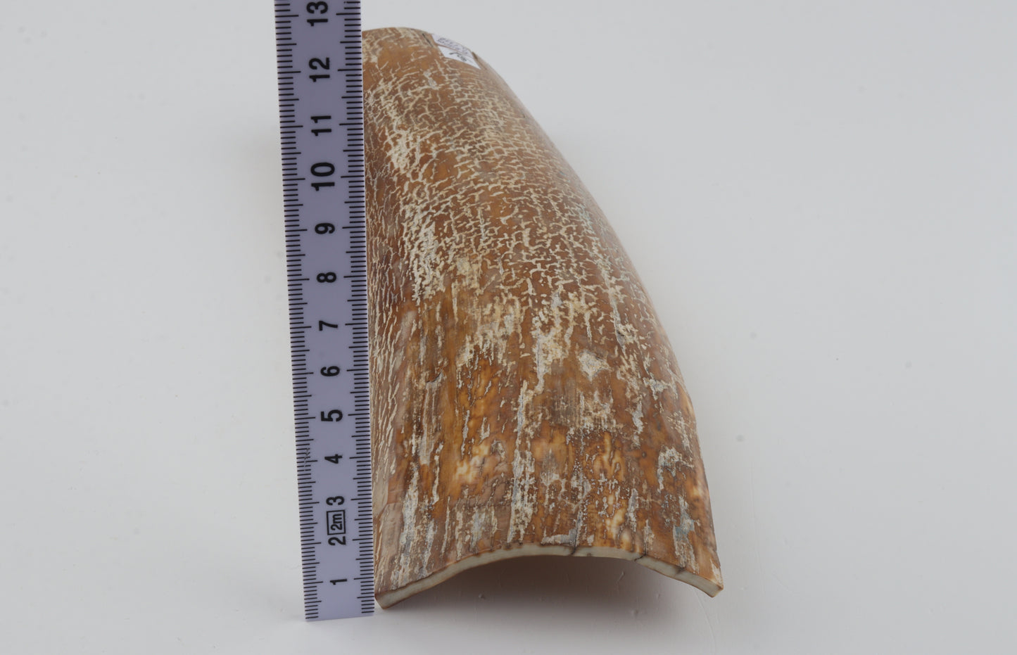 Beige-white mammoth bark
