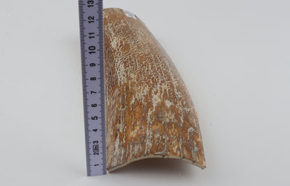 Beige-white mammoth bark