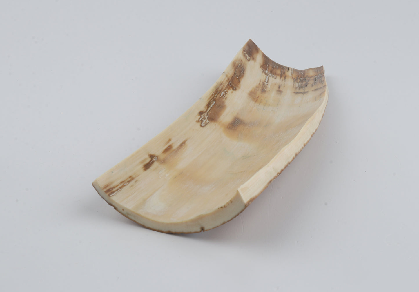 Beige-white mammoth bark