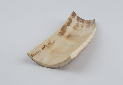 Beige-white mammoth bark