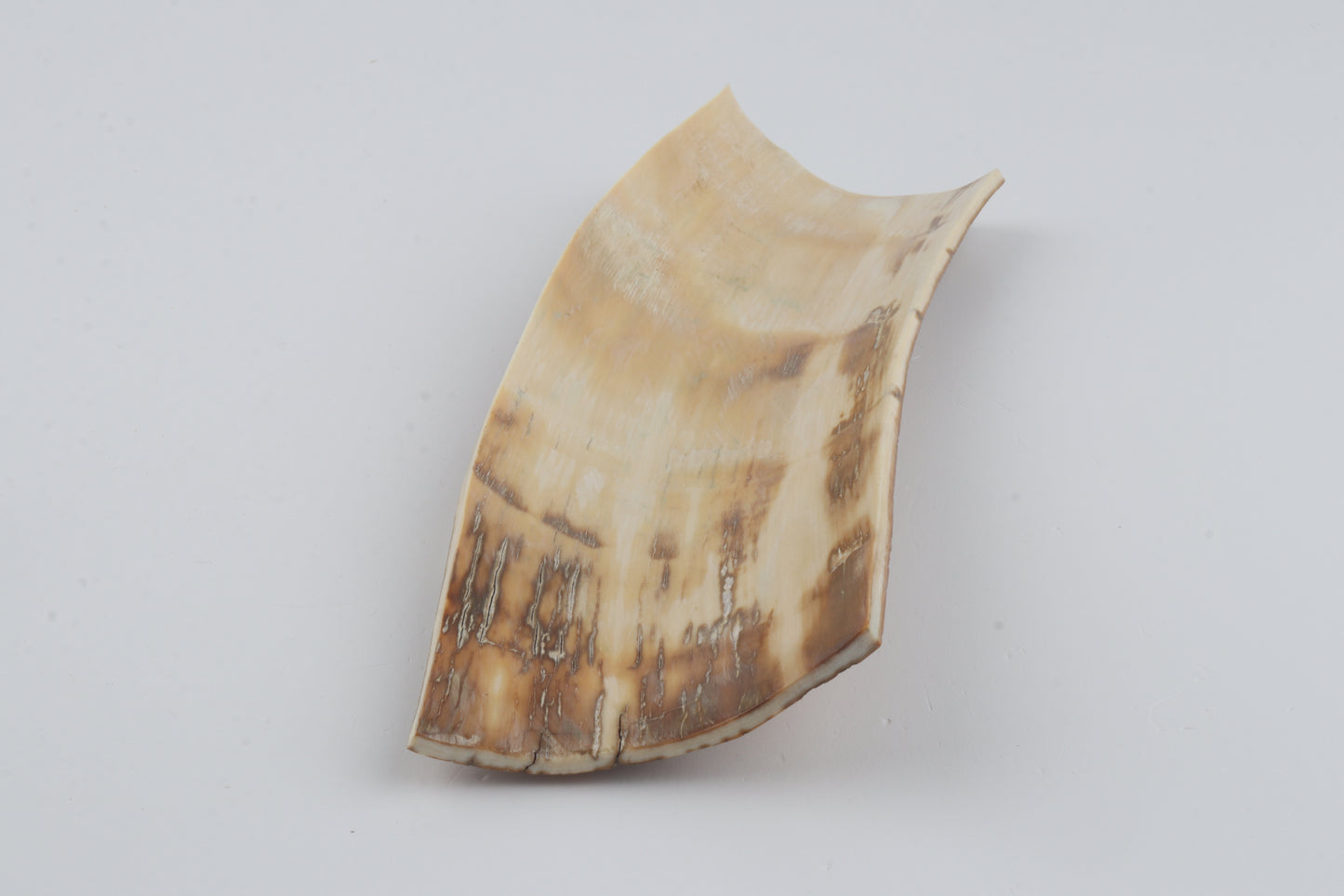 Beige-white mammoth bark