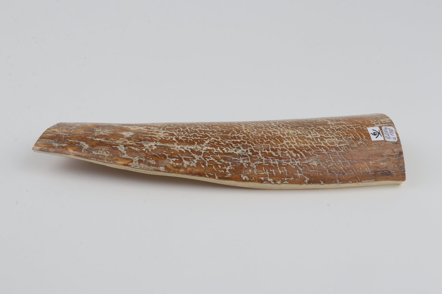 Beige-white mammoth bark