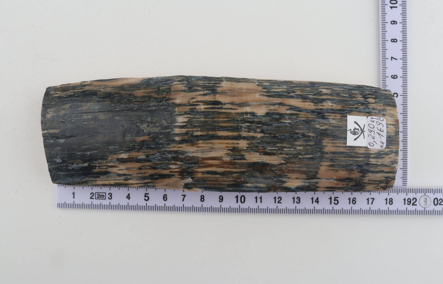 Creme-blue mammoth bark