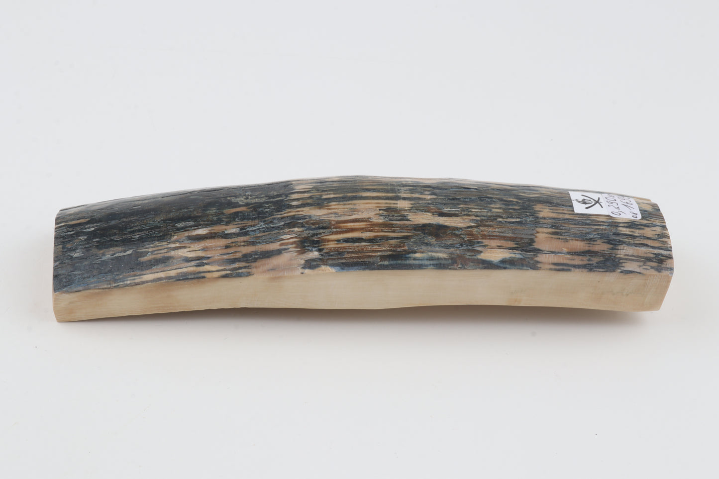 Creme-blue mammoth bark