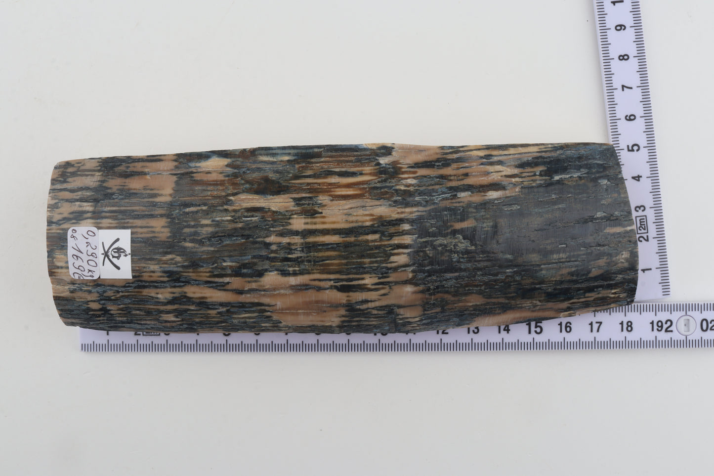 Creme-blue mammoth bark