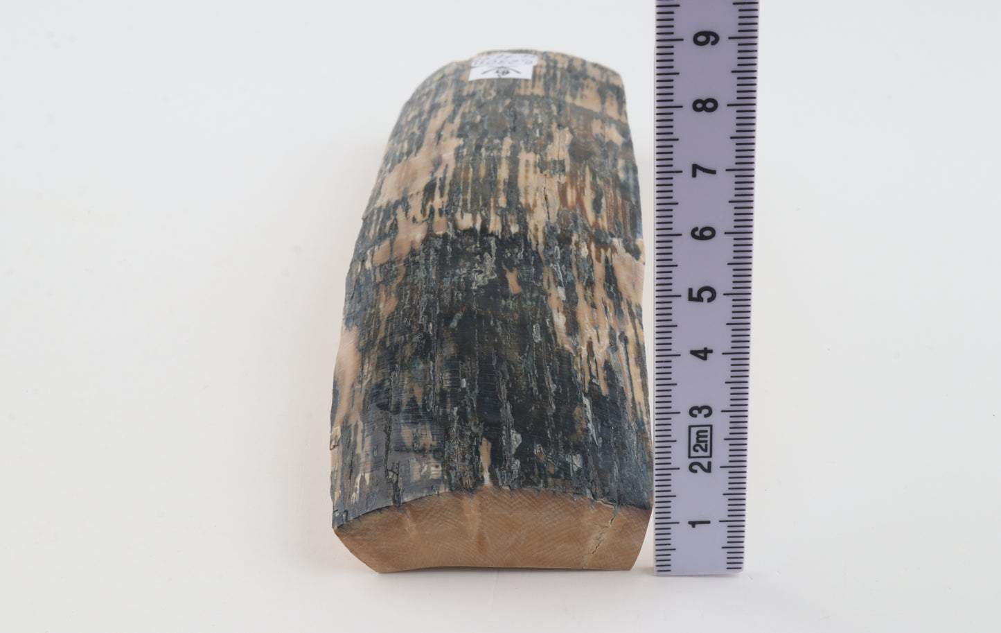 Creme-blue mammoth bark