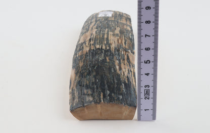 Creme-blue mammoth bark
