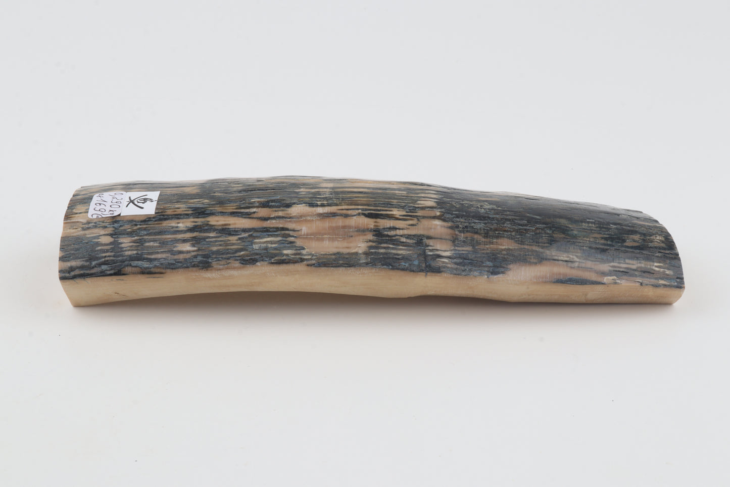 Creme-blue mammoth bark