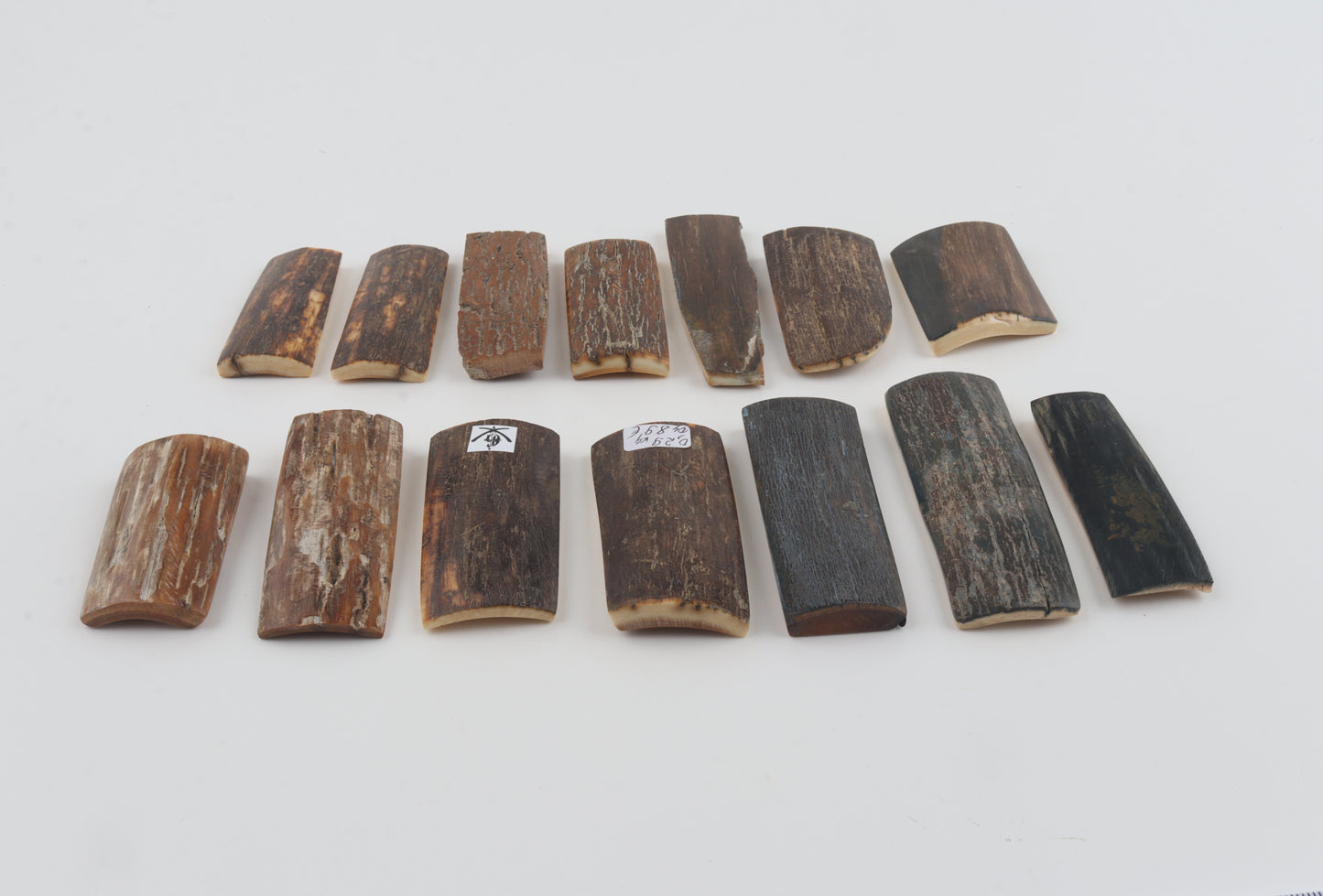 Natural mammoth bark pieces