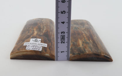 Stabilised mammoth bark scales
