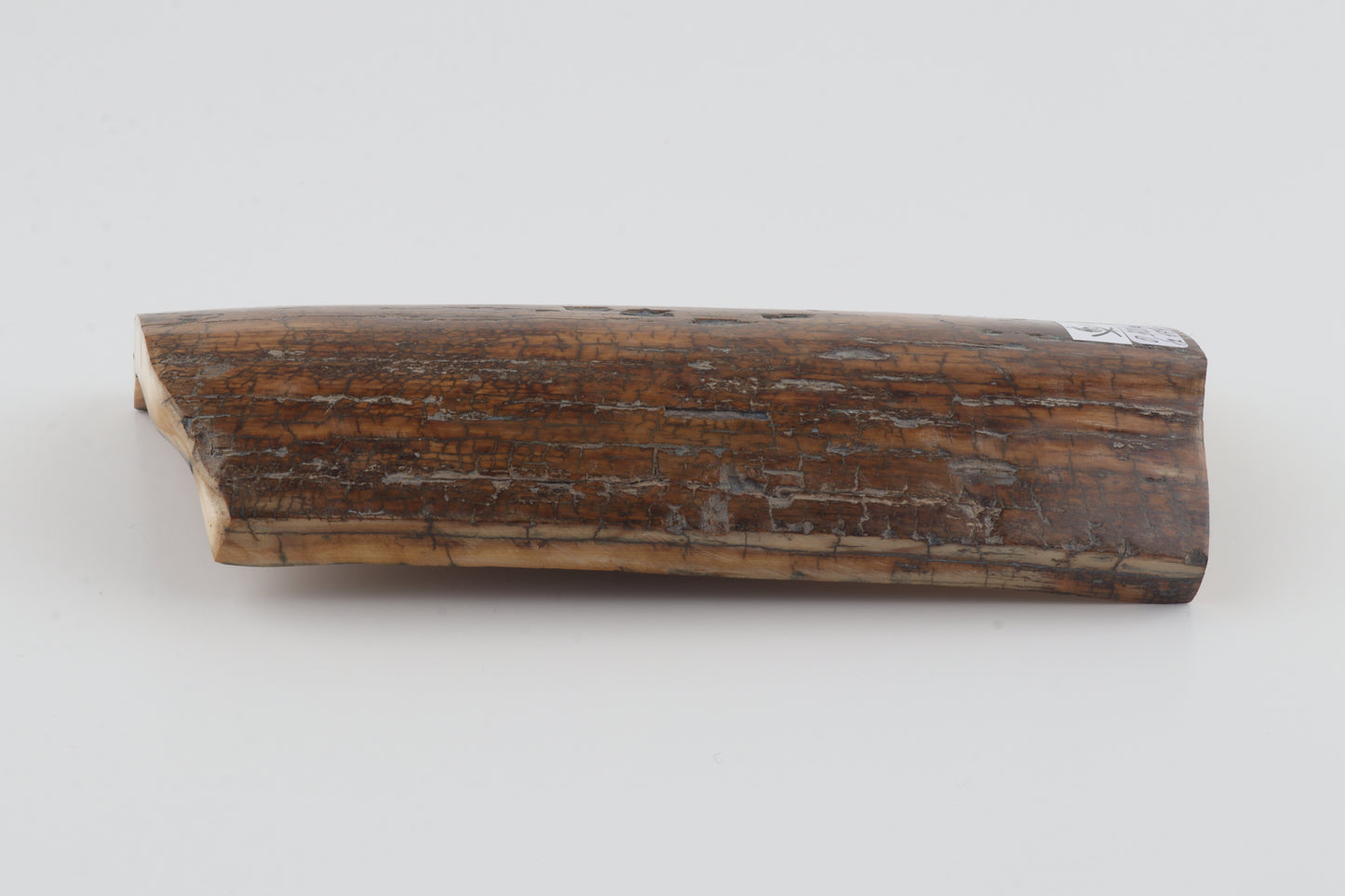 Brown woolly mammoth bark