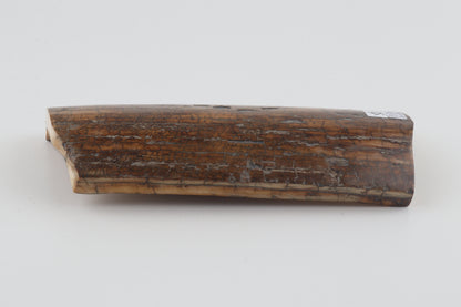 Brown woolly mammoth bark