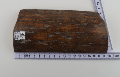 Brown woolly mammoth bark