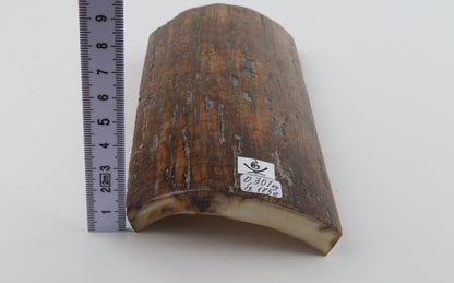 Brown woolly mammoth bark