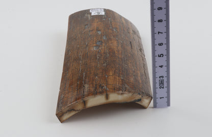 Brown woolly mammoth bark