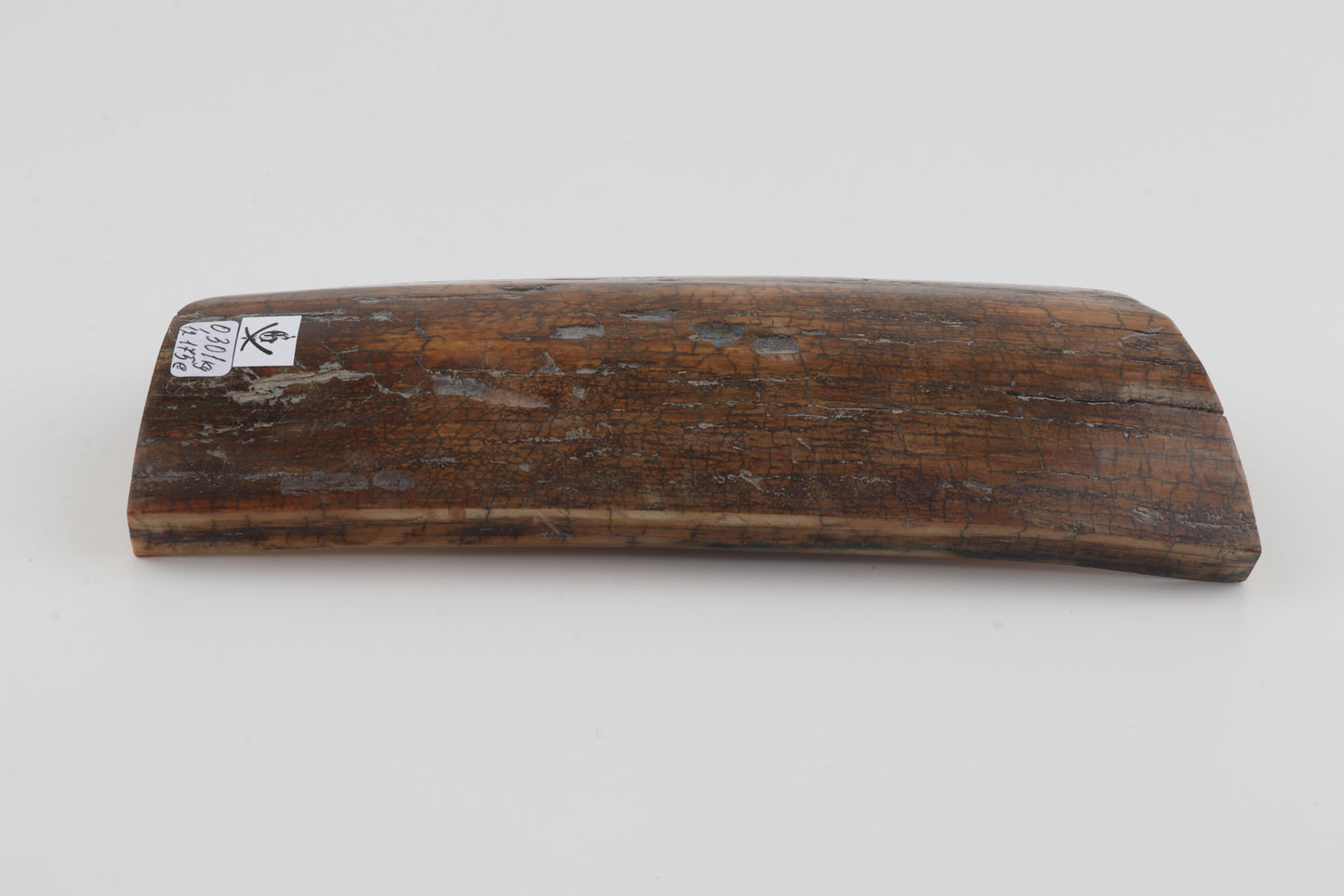 Brown woolly mammoth bark