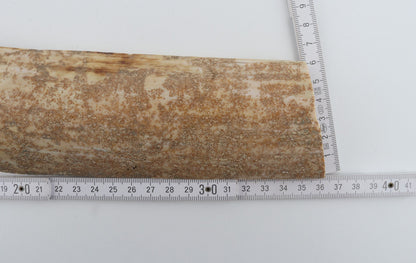 Beige mammoth bark 