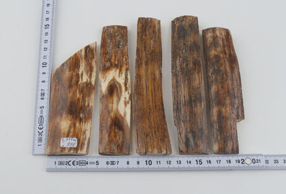 Brown-orange mammoth bark pieces