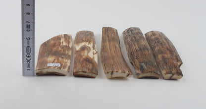 Brown-orange mammoth bark pieces