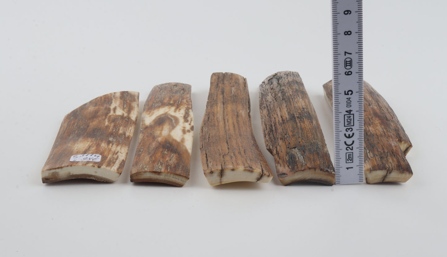Brown-orange mammoth bark pieces
