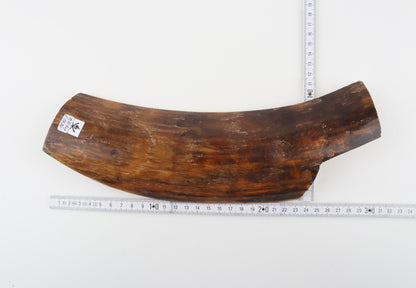 Brown mammoth bark