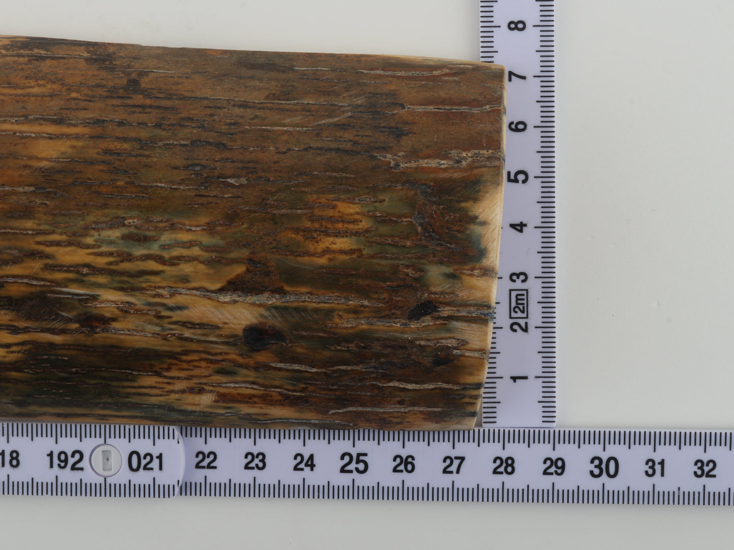 Green-brown mammoth bark