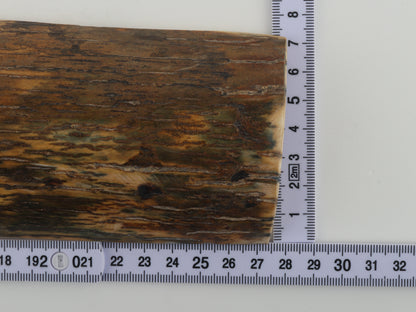 Green-brown mammoth bark