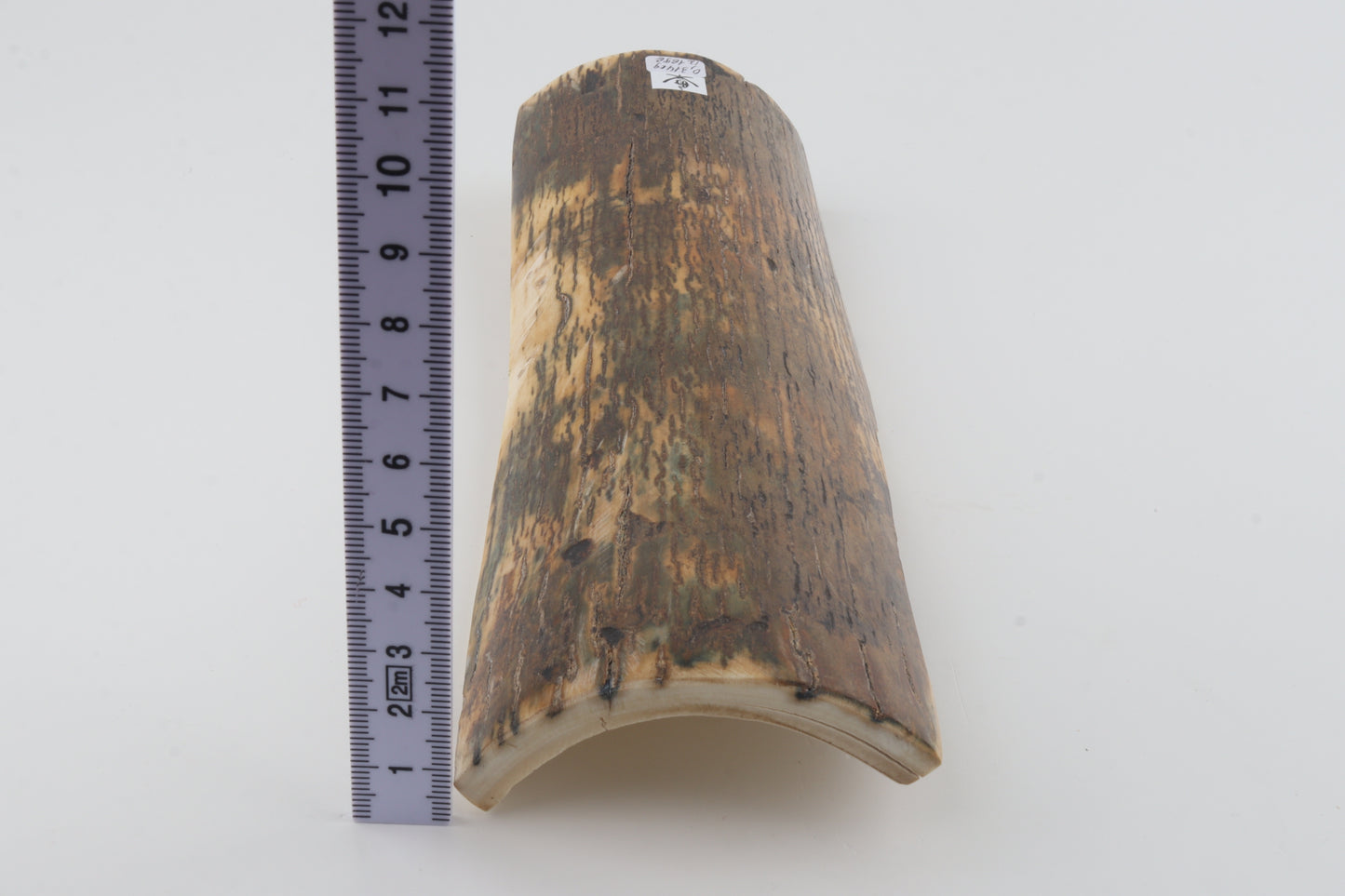 Green-brown mammoth bark