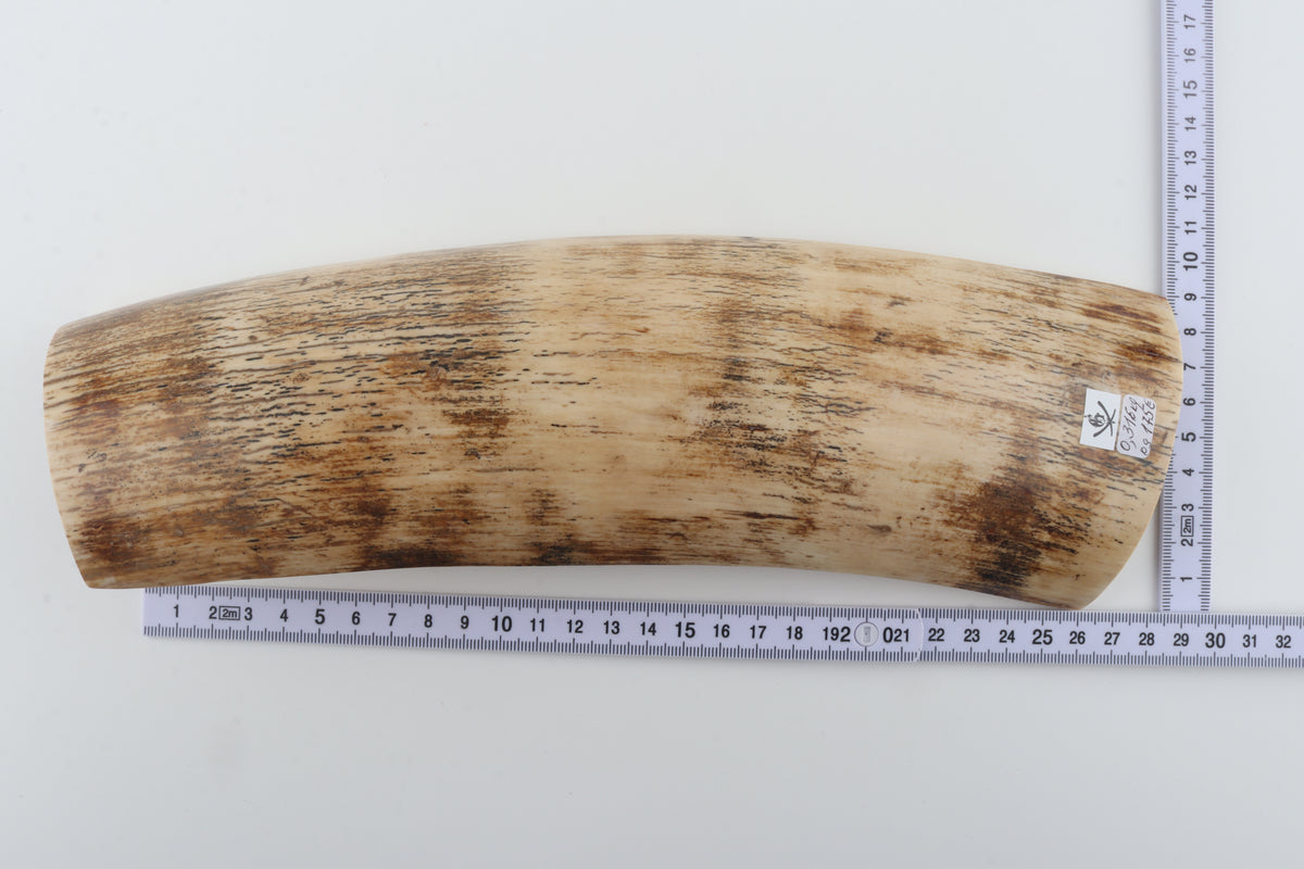 Cream mammoth bark