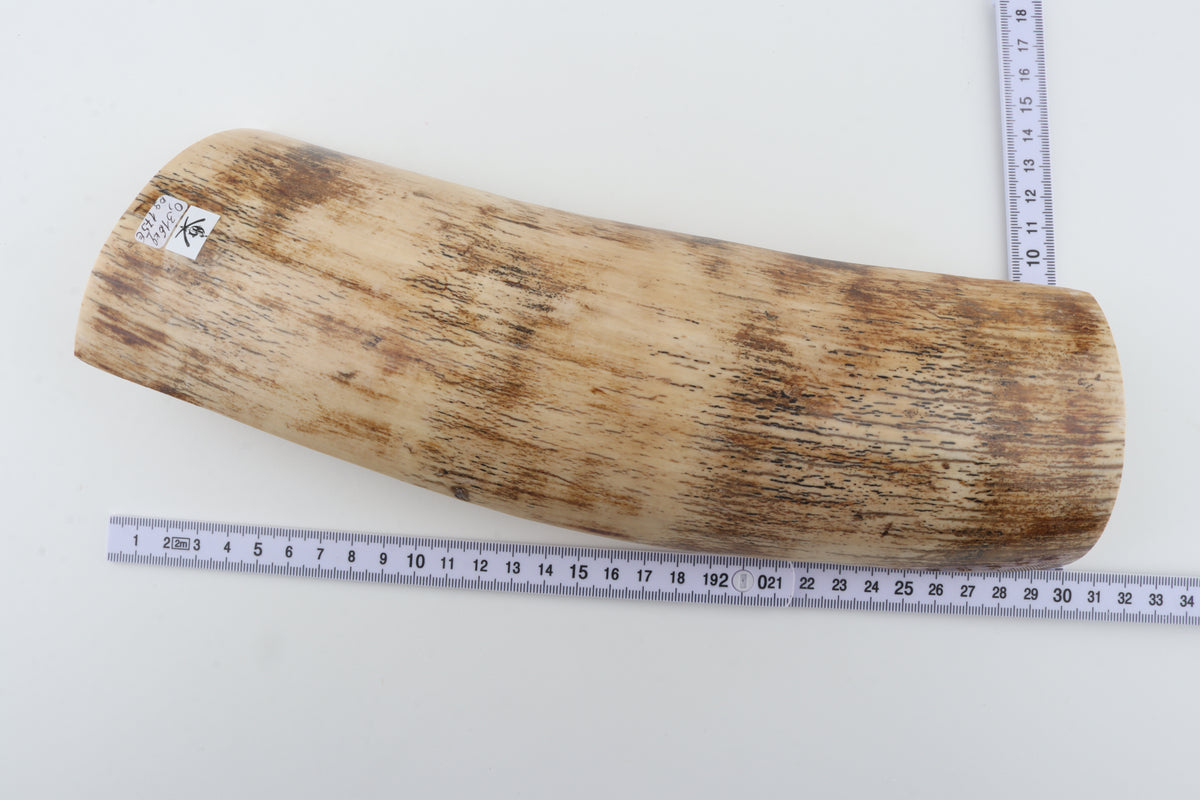 Cream mammoth bark