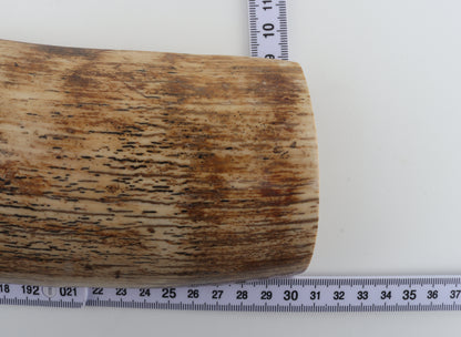 Cream mammoth bark