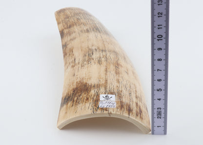 Cream mammoth bark
