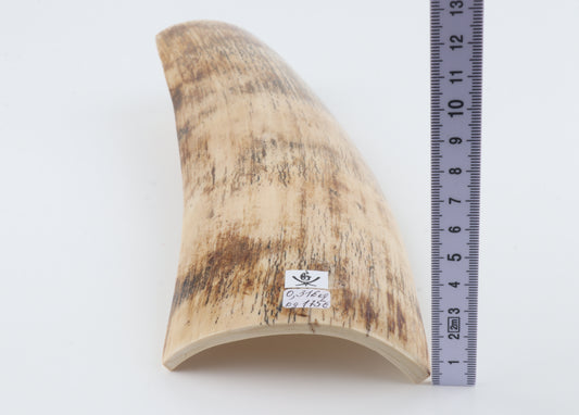 Cream mammoth bark