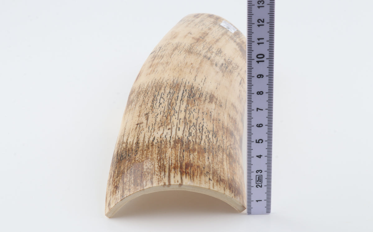 Cream mammoth bark