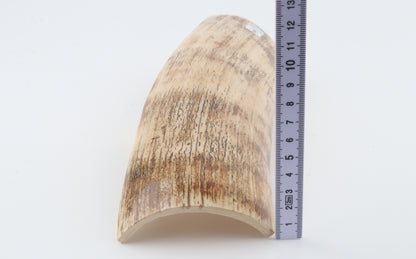 Cream mammoth bark